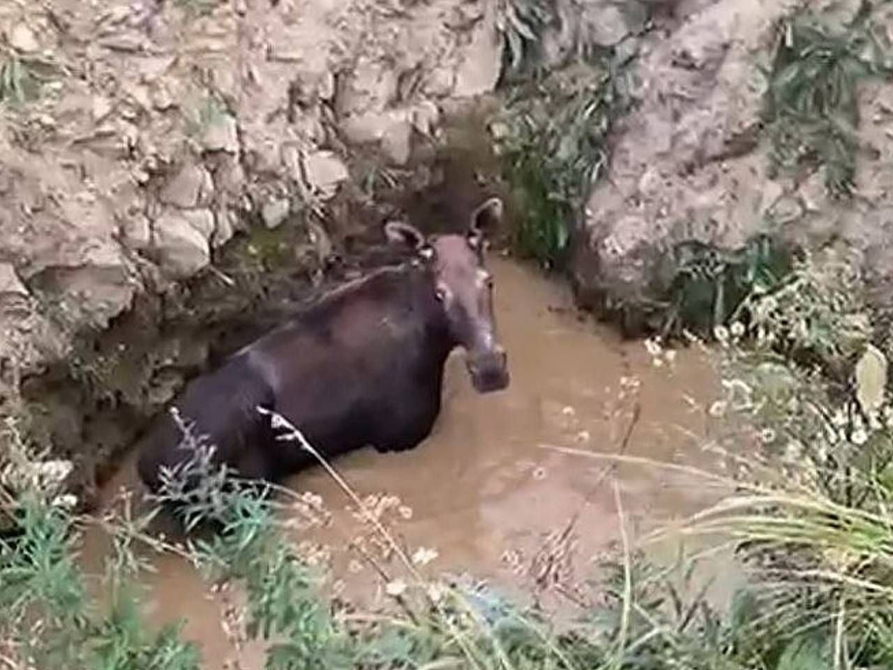 В Саратовской области тракторист спас из ямы лося