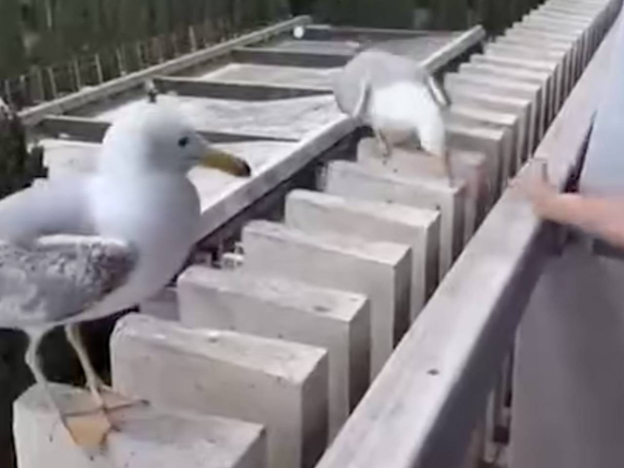 Чайки получили еду, обсмеяли россиян и попали на видео Чайки получили еду, обсмеяли россиян и попали на видео