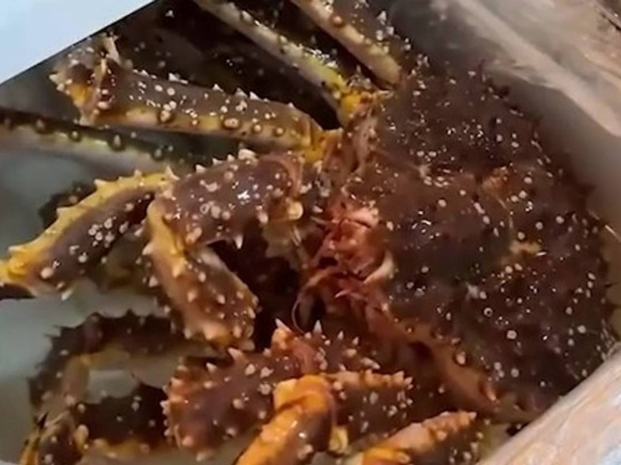 Россиянин начал разводить дальневосточных крабов у себя в холодильнике