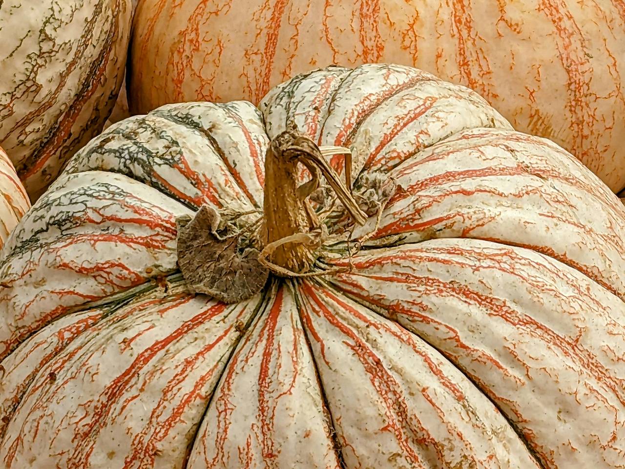 Гигантскую тыкву весом больше центнера вырастили в России