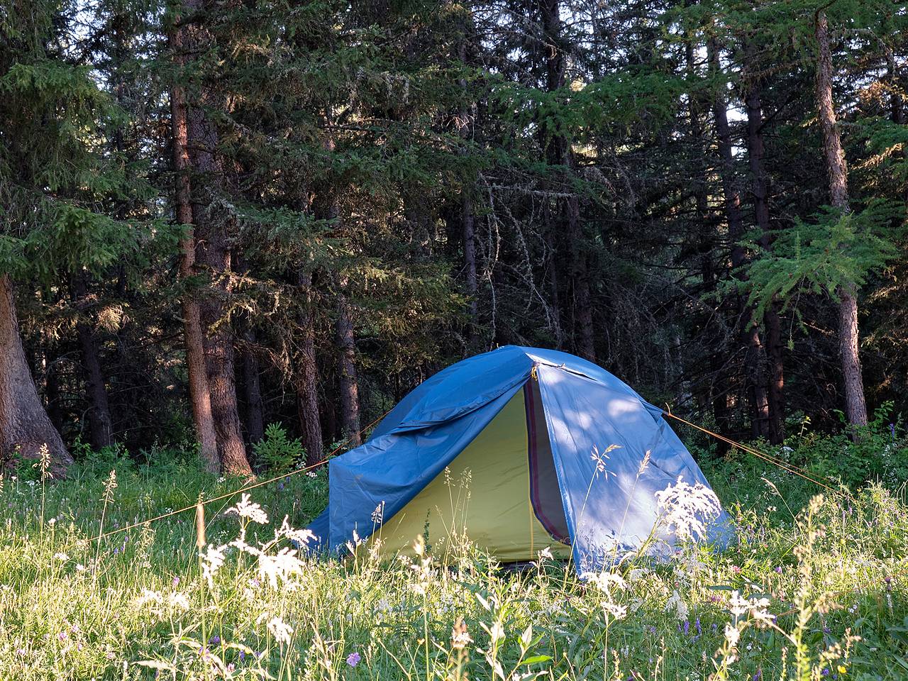 Два человека погибли в результате падения дерева на палатку в российском городе