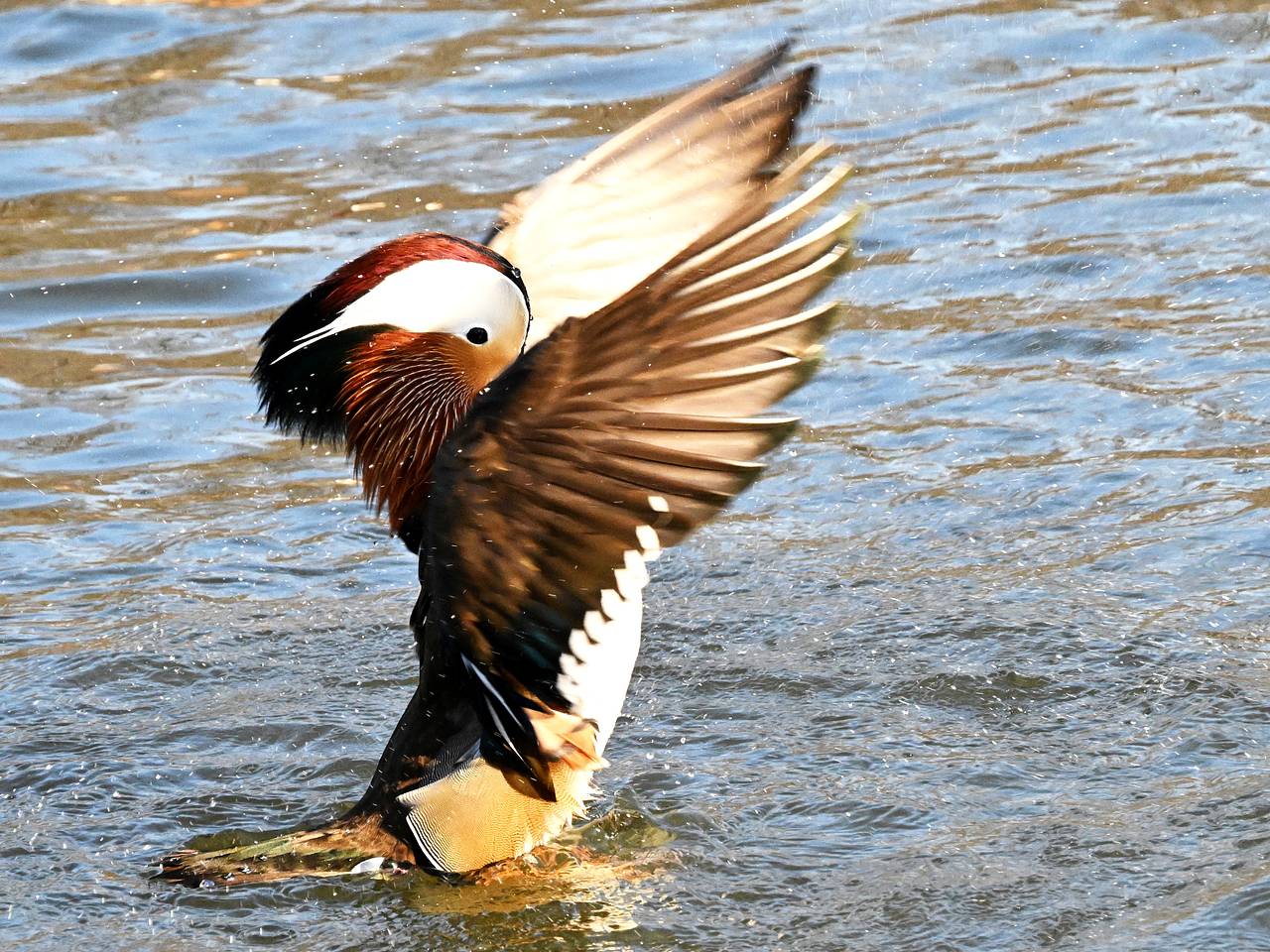 Утку-мандаринку с утятами спасли на набережной в российском городе Утку-мандаринку с утятами спасли на набережной в российском городе