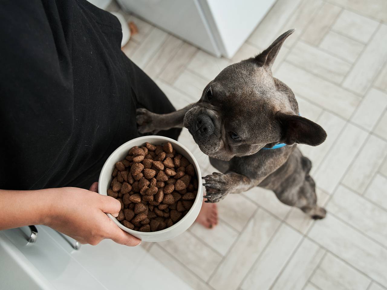 Россияне раскрыли размер трат на уход за питомцами