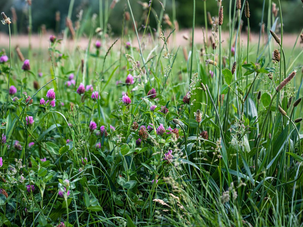 В Казани нашли краснокнижного норичника