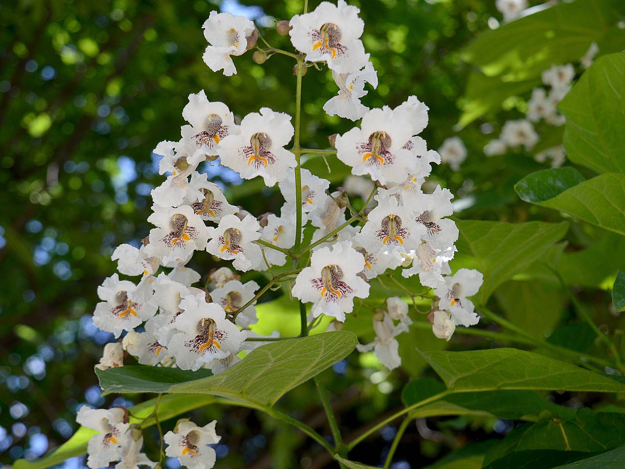 На Дальнем Востоке расцвели «уши слона»