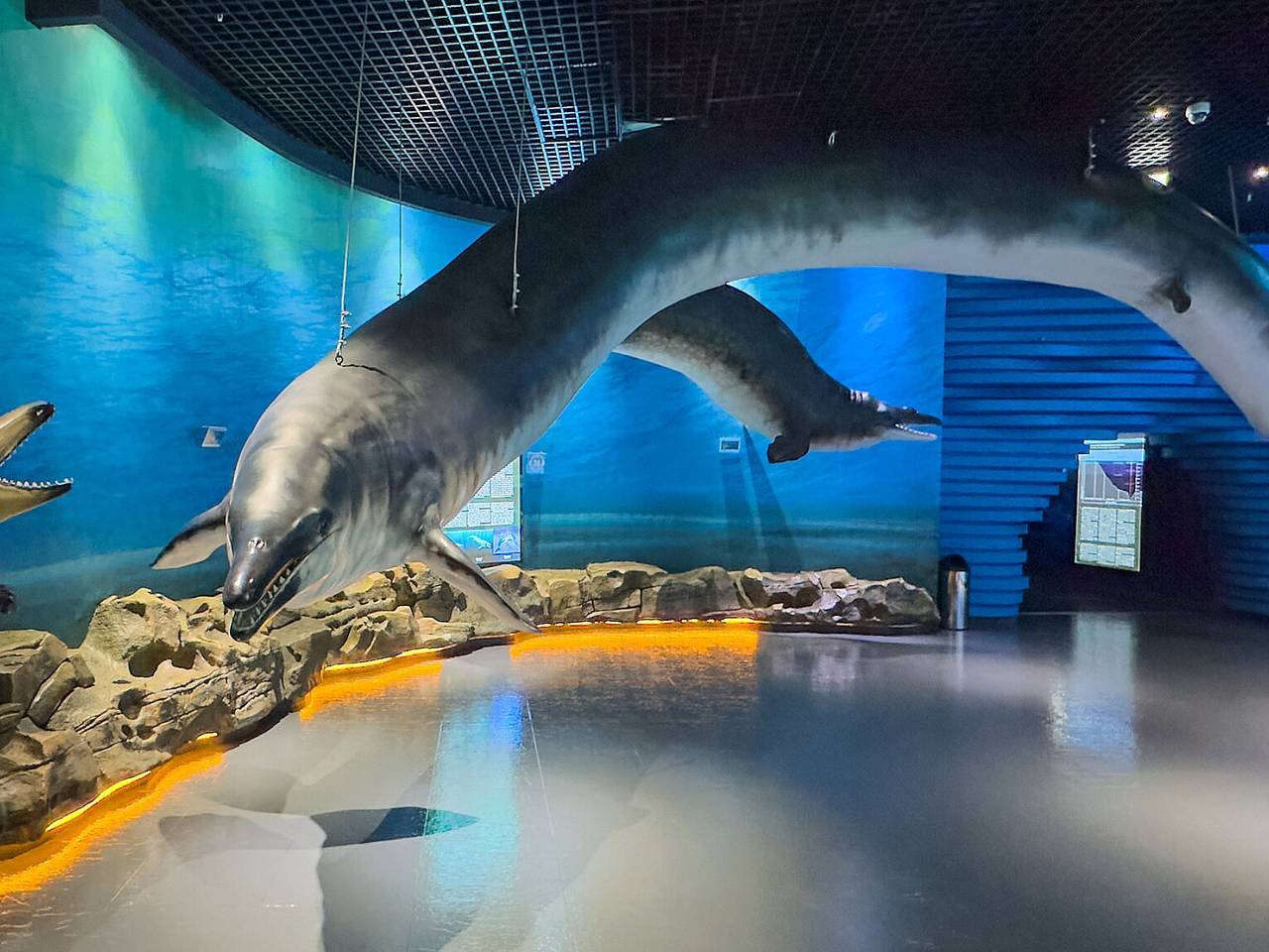 Доказательство существования гигантского кита нашли в России