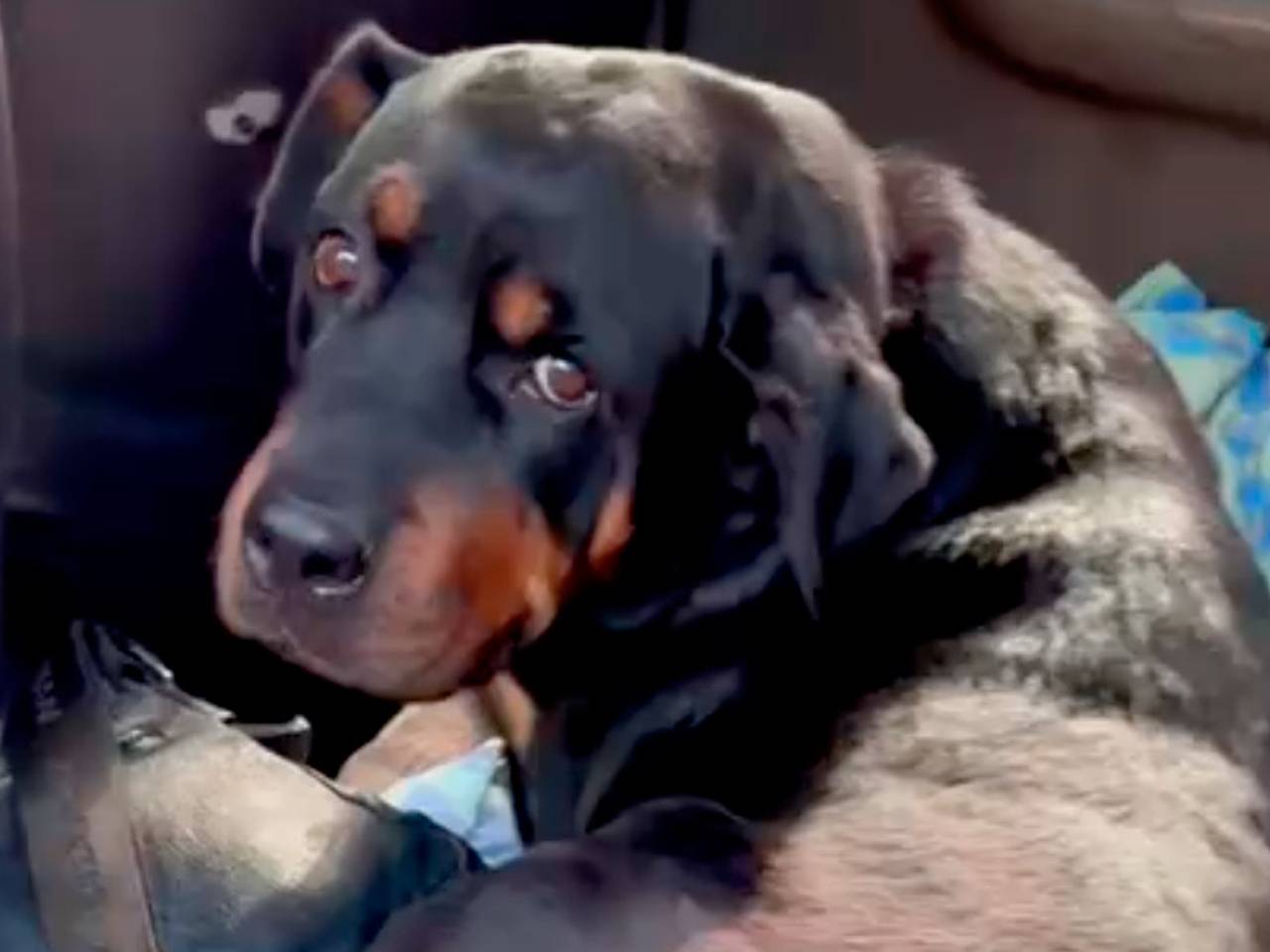 В Новосибирске хозяин воссоединился с уехавшим от него на автобусе псом