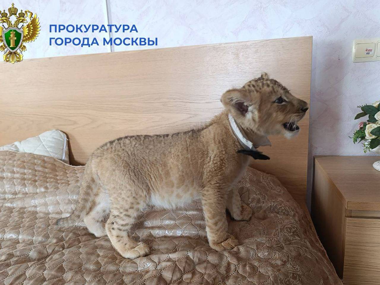 В Москве изъяли львов у предприимчивых хозяев в частном доме В Москве изъяли львов у предприимчивых хозяев в частном доме