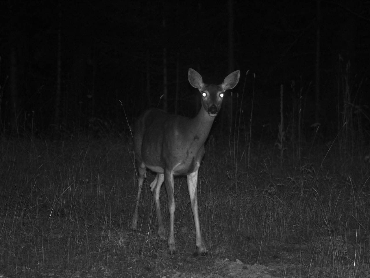 Ночная прогулка подруг-олених попала в объектив фотоловушки в российском заповеднике