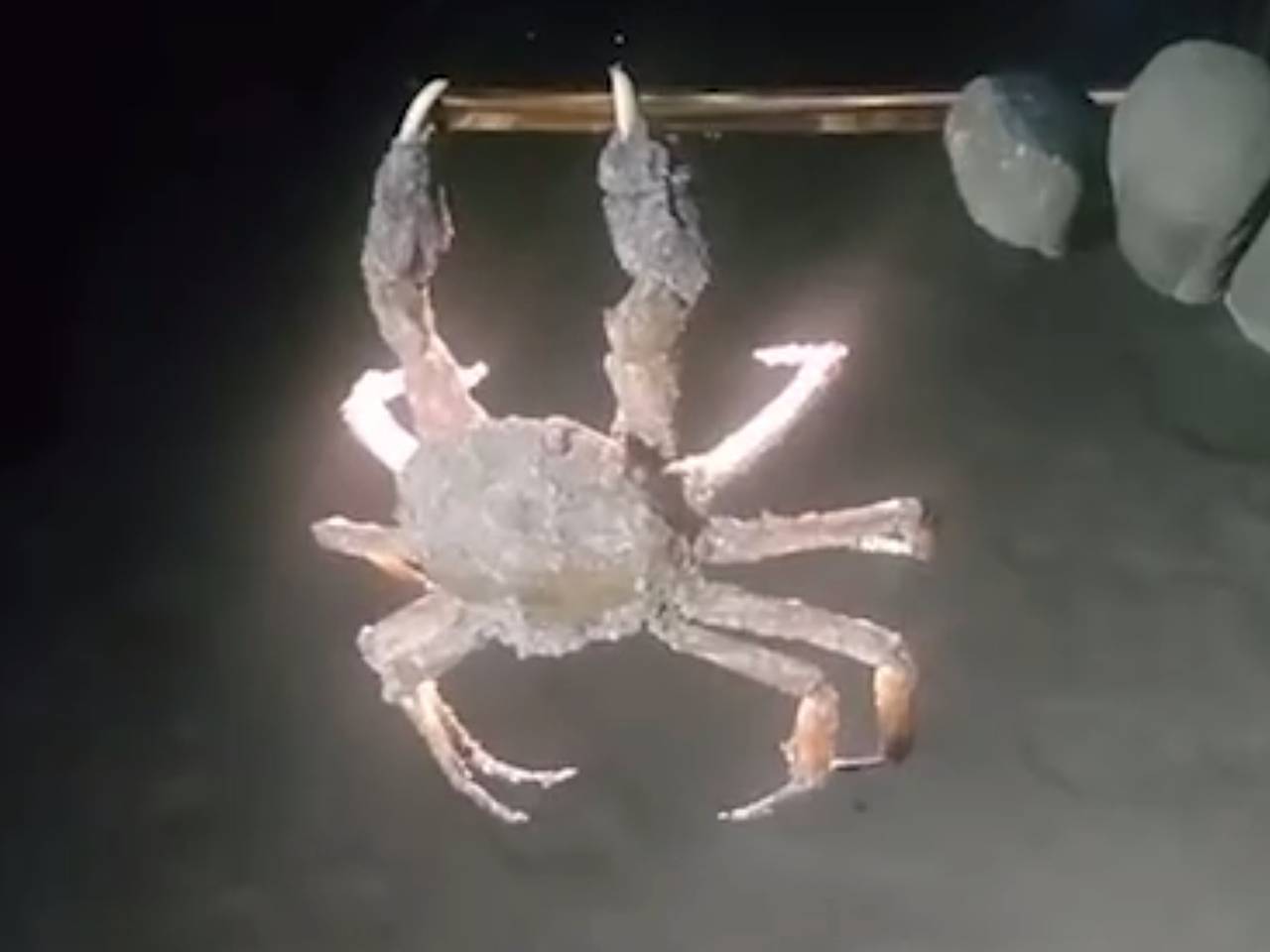 Житель Сахалина поймал краба на смартфон и снял его на видео