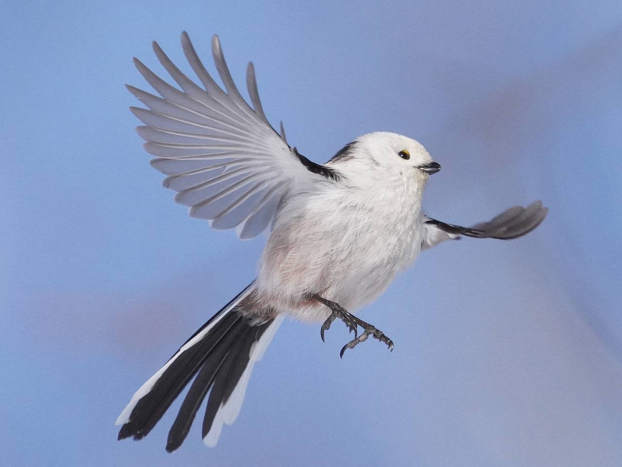 Редкая птица села на спиннинг россиянина и удивила его Редкая птица села на спиннинг россиянина и удивила его