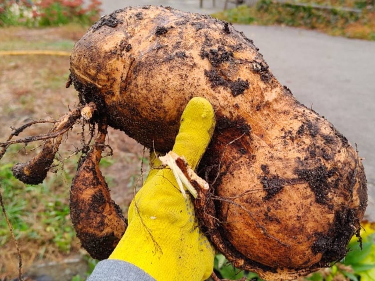 Гигантский батат вырастили в России