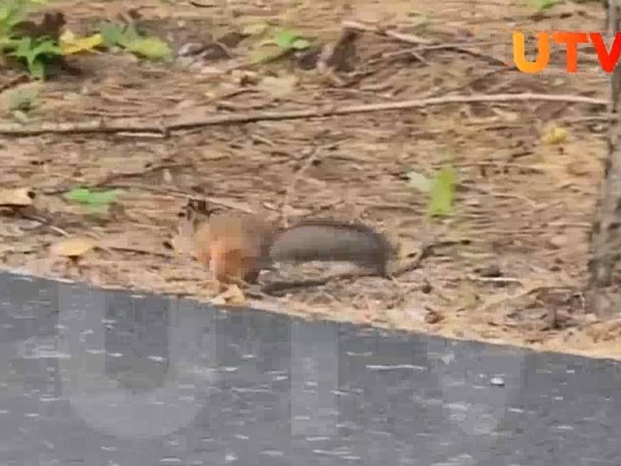 Россияне запечатлели на видео запасающуюся на зиму белку