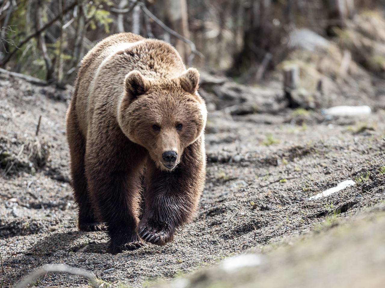 Медведь растерзал пожарного в лесу Забайкалья