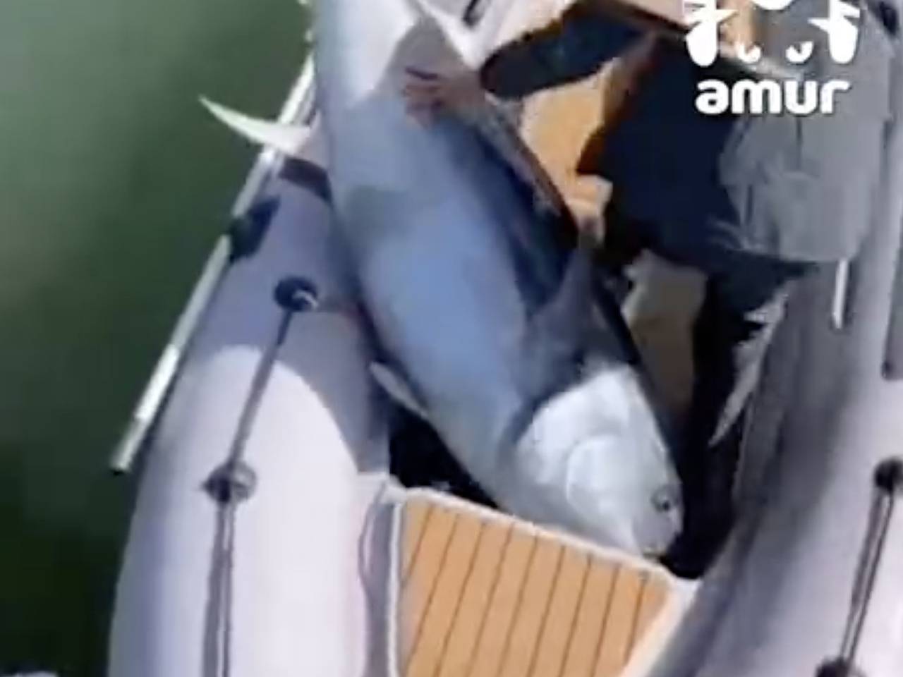 Рыбы-гиганты весом в сотни килограммов наводнили Сахалин