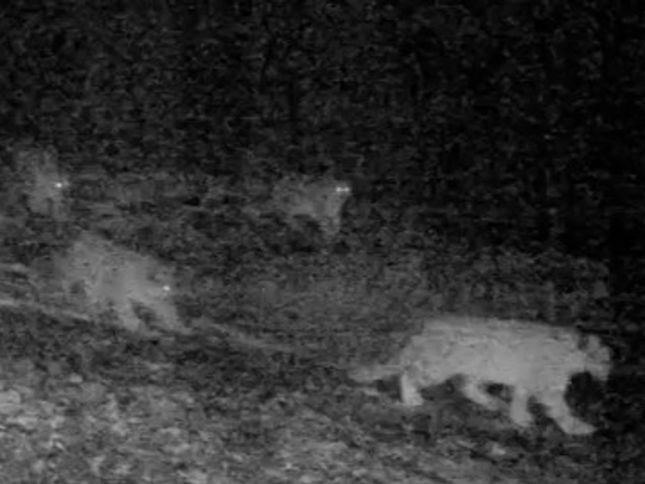 Снежный барс сразу с тремя детенышами попал в фотоловушку в российском парке