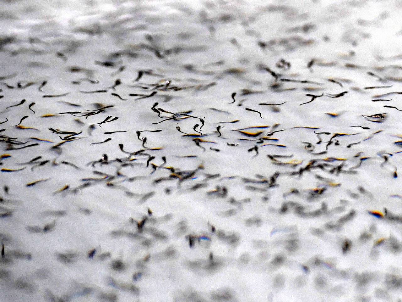 Эксперты оценили результаты зарыбления с применением гнезд-инкубаторов на реке Монча