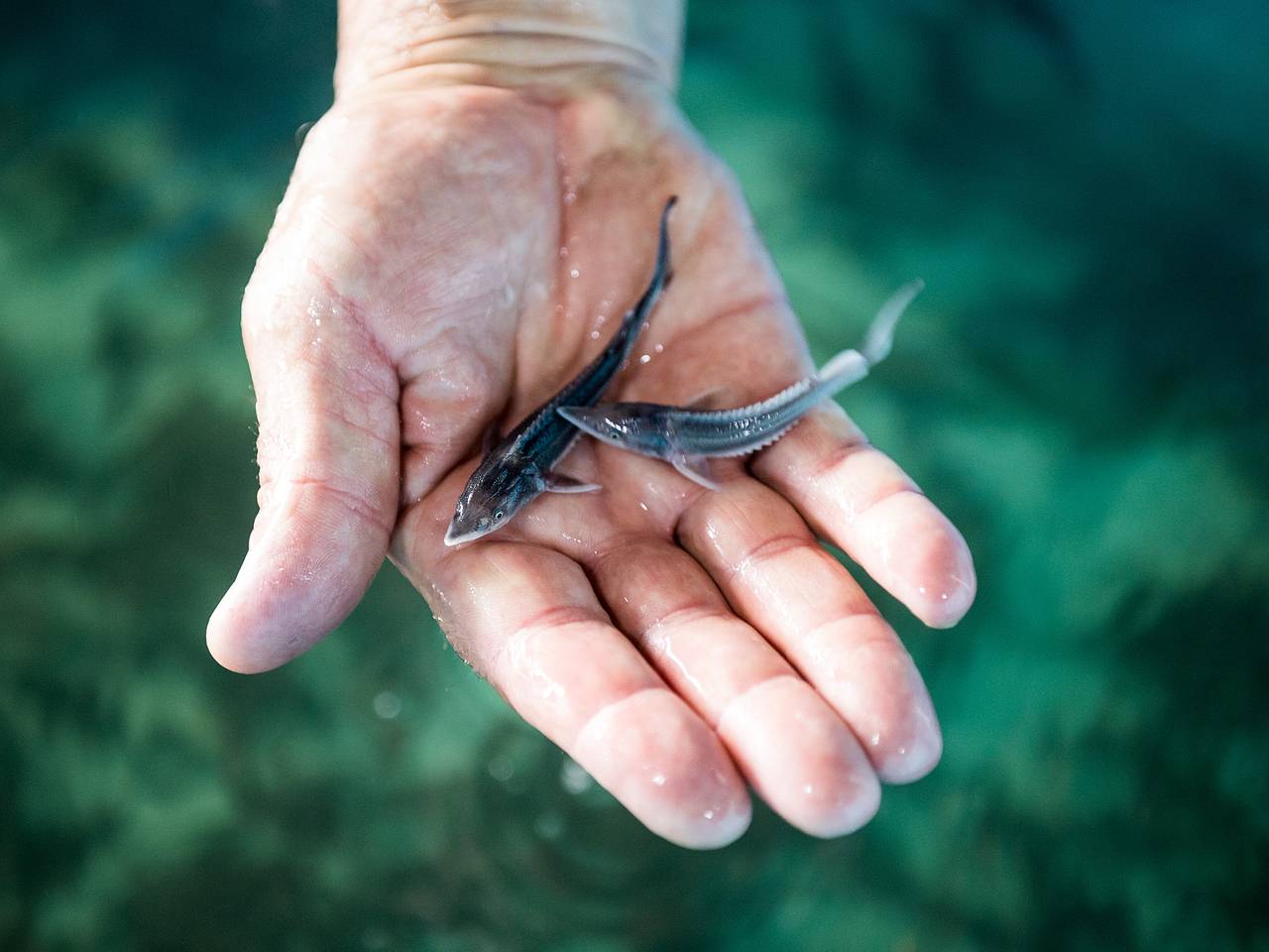 Десятки тысяч мальков краснокнижной рыбы выпустили в Волгу