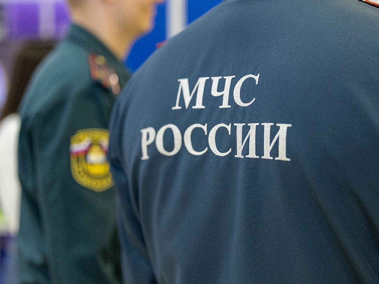 В Крыму спасатели сняли с дерева кота и спасавшую его девушку В Крыму спасатели сняли с дерева кота и спасавшую его девушку