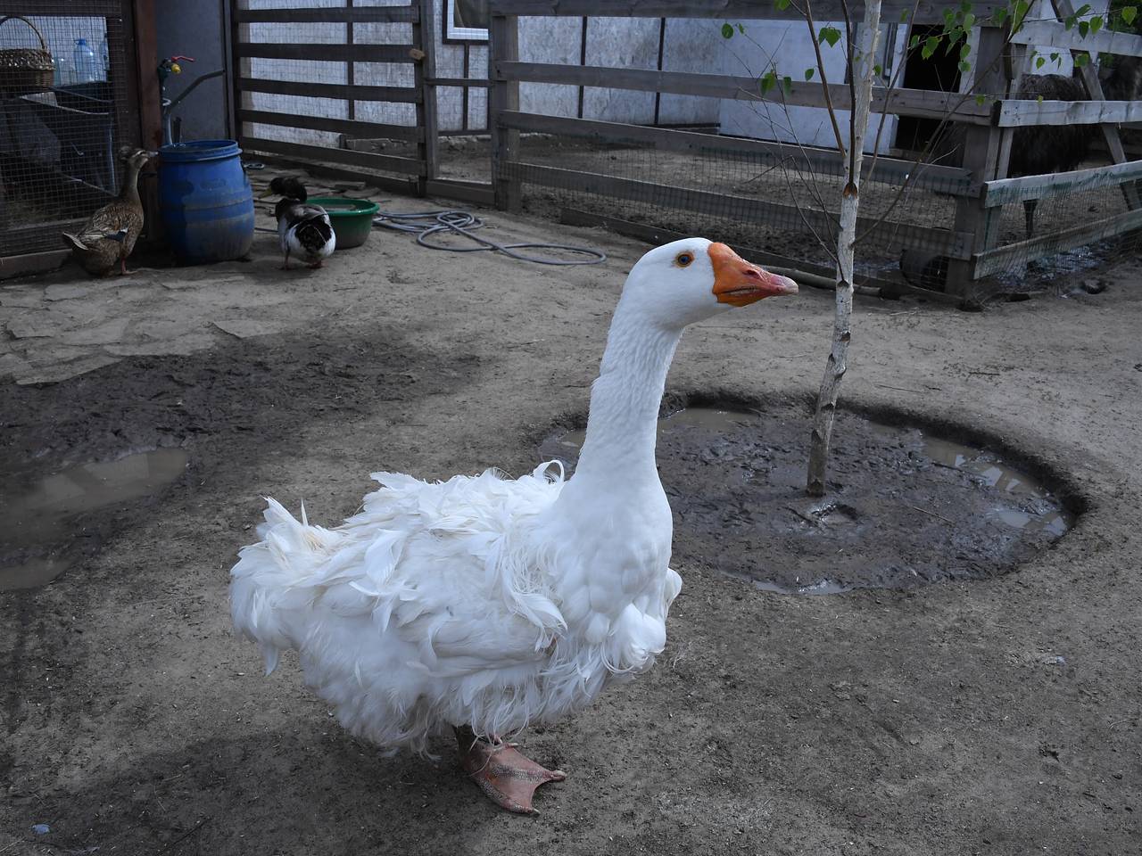 Гуси посоревнуются в скорости в одном городе России Гуси посоревнуются в скорости в одном городе России