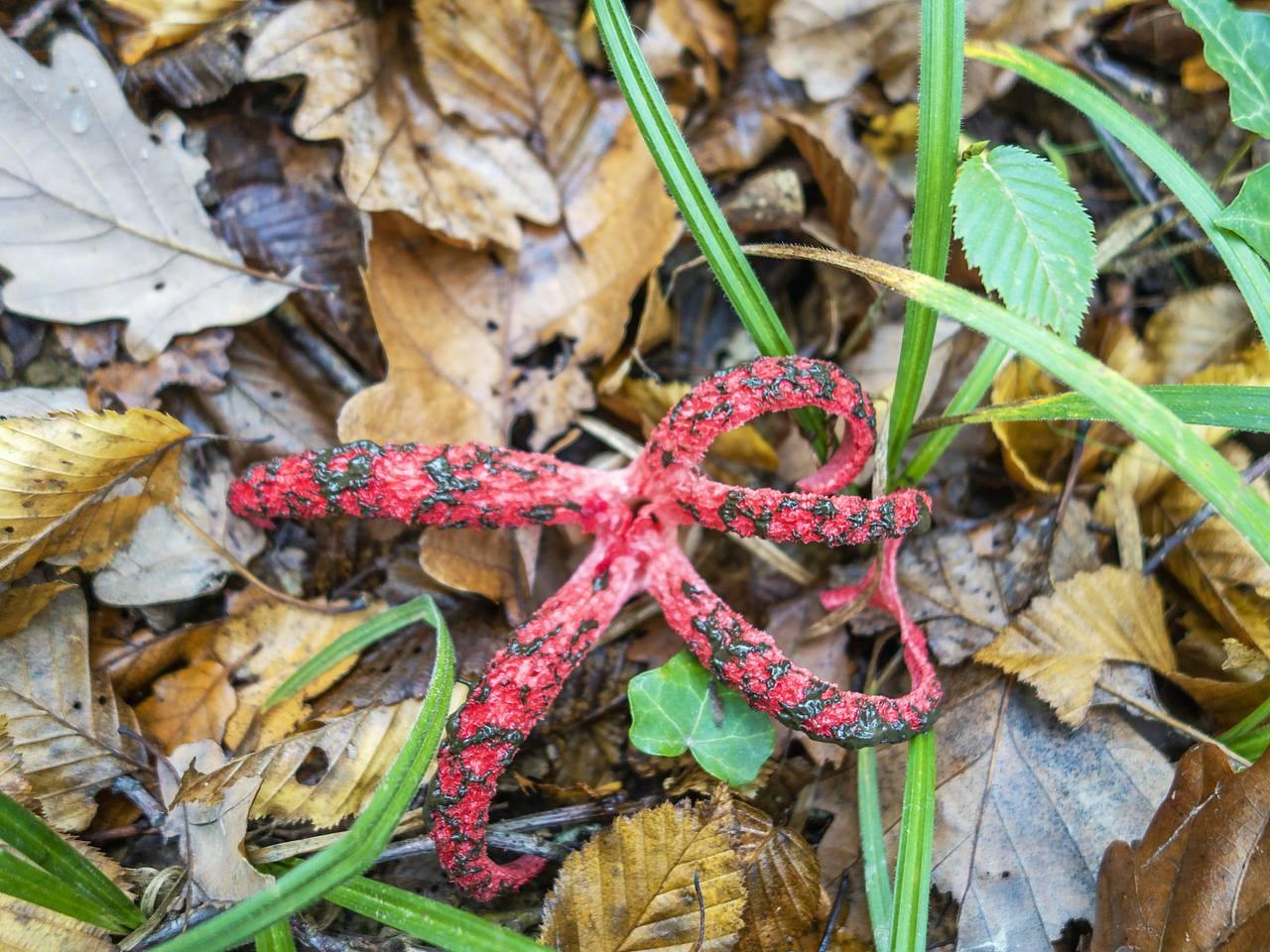 Поход российских грибников в лес закончился «пальцами дьявола» Поход российских грибников в лес закончился «пальцами дьявола»