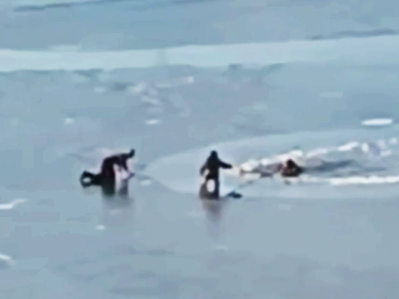 Морж спас человека в Новосибирске: как Виталий Демиденко вытащил утопающего