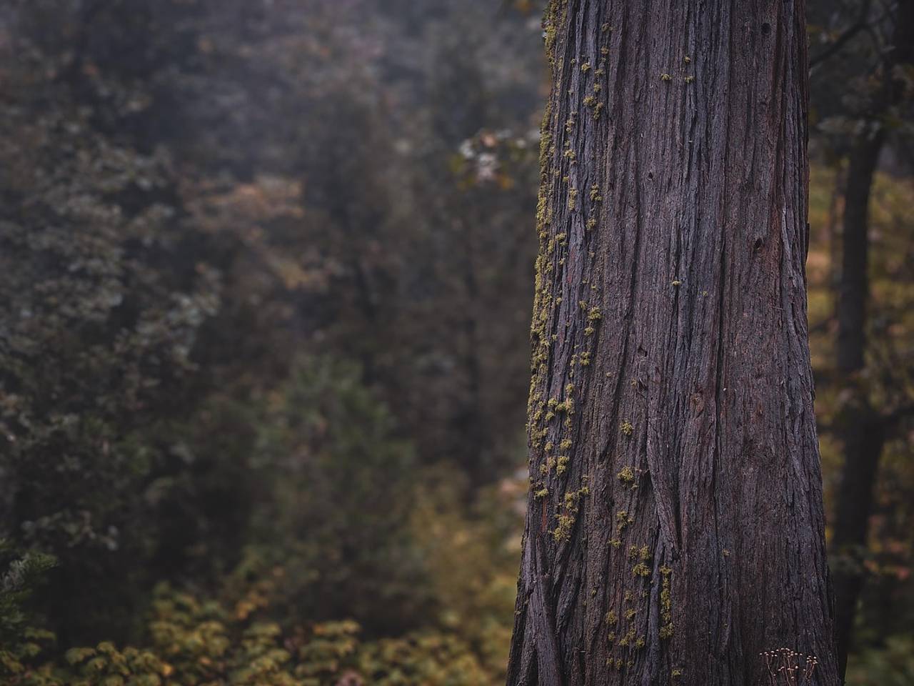 В российском детсаду сосна упала на ребенка