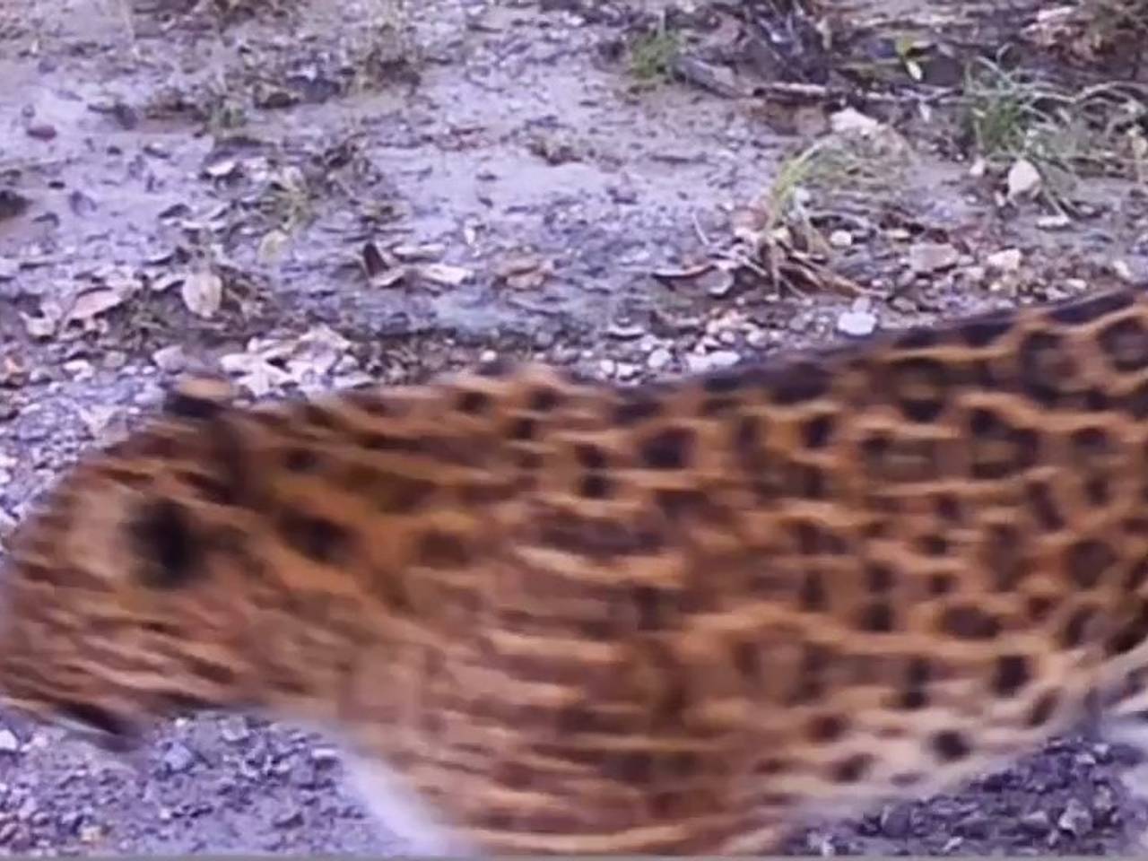 Таинственный «призрак тайги» попал на видео в России