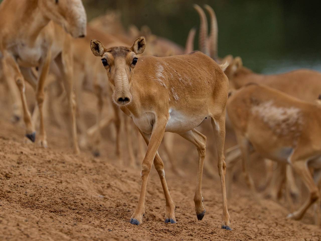 В Саратовскую область мигрировали сайгаки