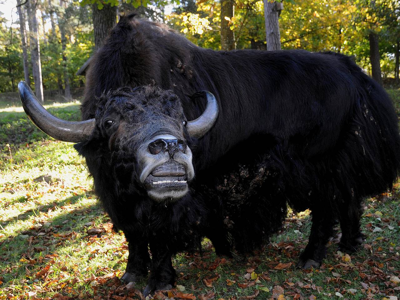 В Москве защищавший самок як напал на мигранта и отправил его в больницу