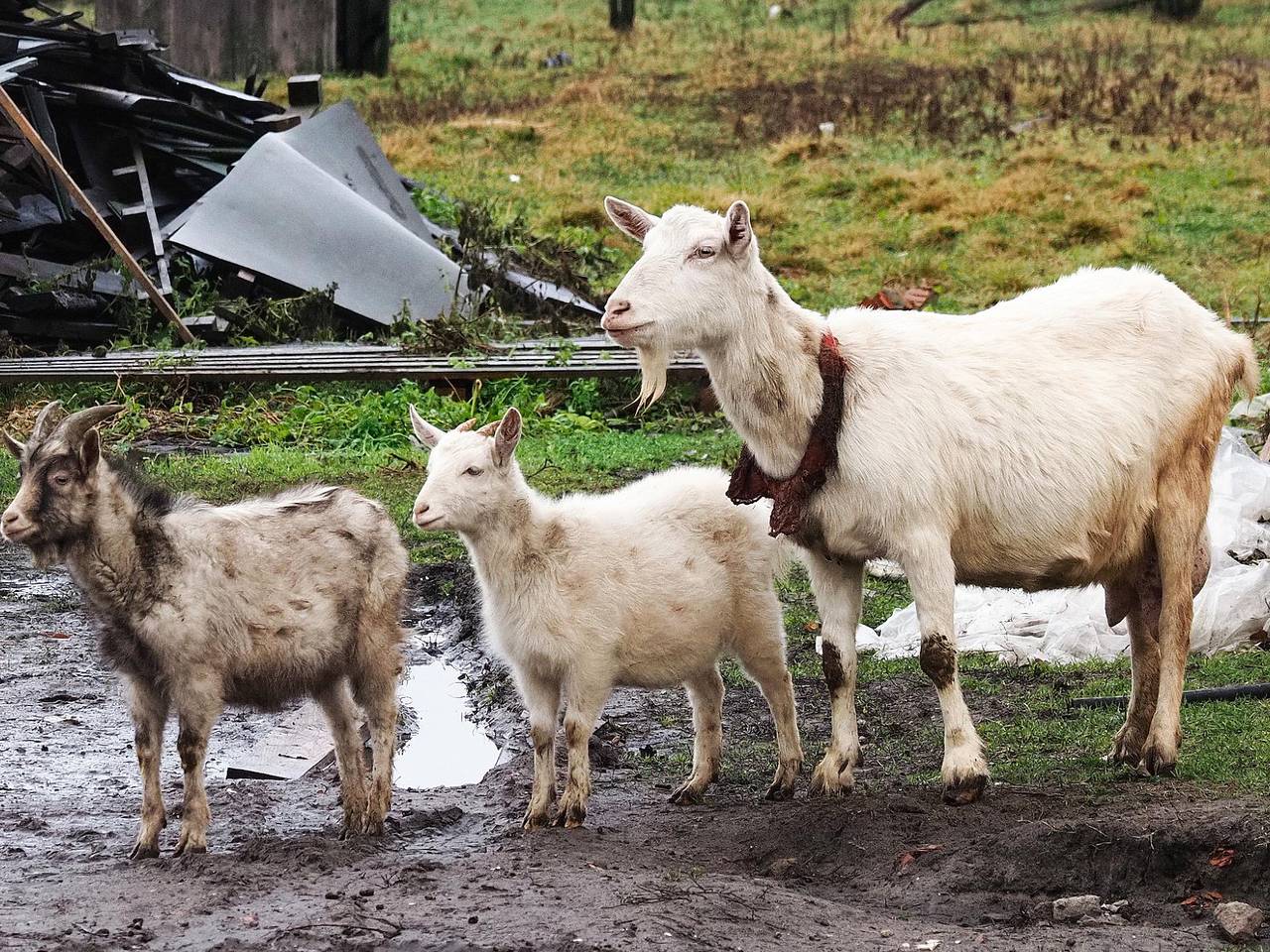 Россияне массово заинтересовались отдыхом в деревне