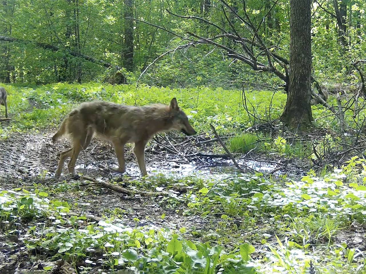В калужском заповеднике в объектив фотоловушки попала семья волков
