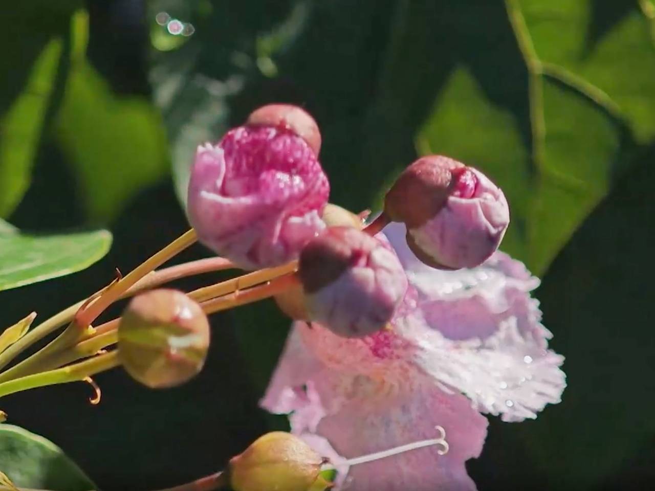 В Сочи впервые за 14 лет зацвело редкое дерево