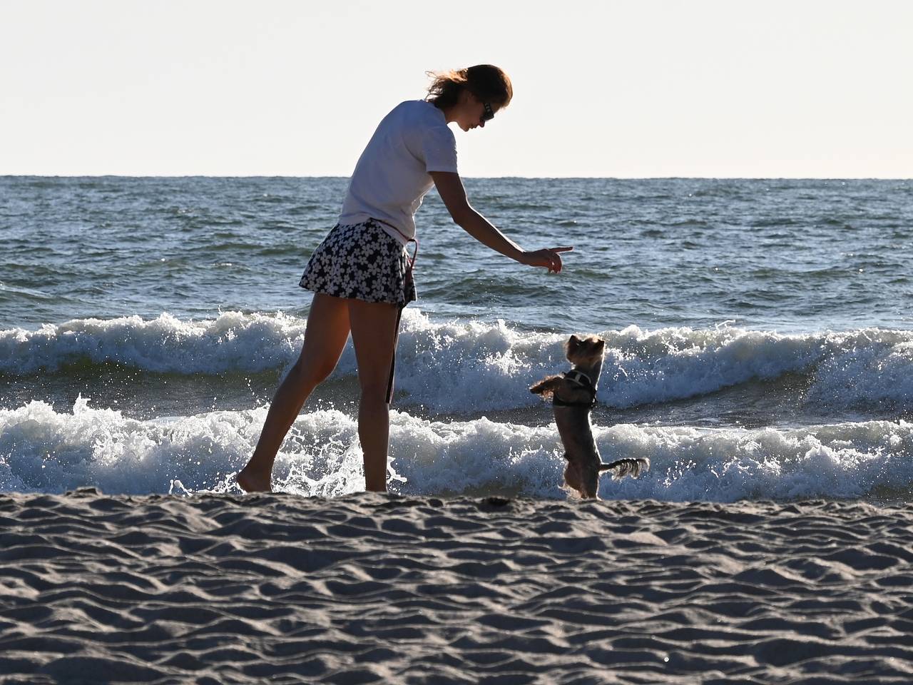 Россияне стали чаще брать с собой на море питомцев
