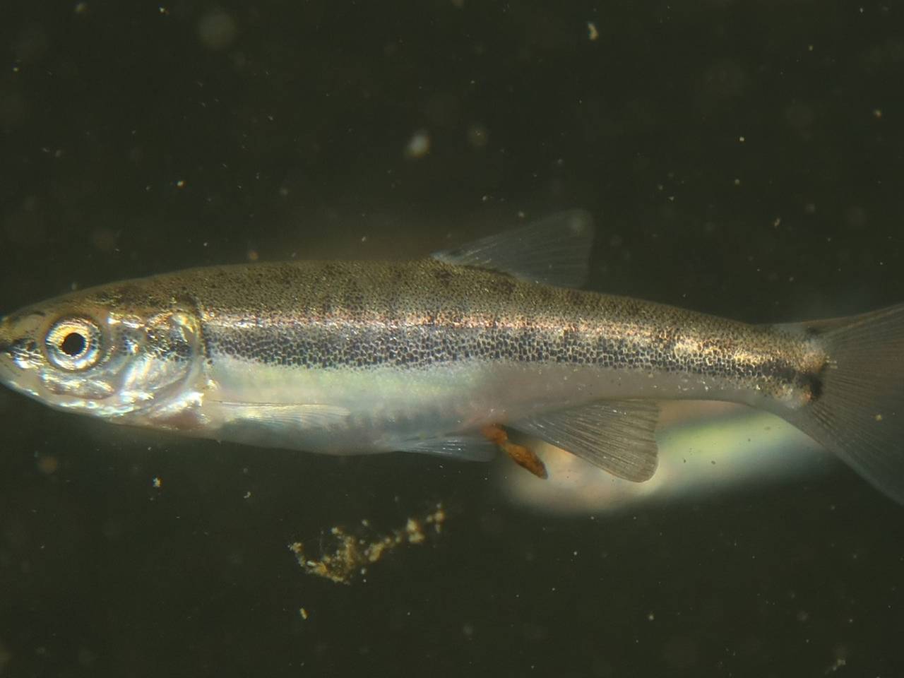 Ученые открыли редкий вид рыб в России Ученые открыли редкий вид рыб в России