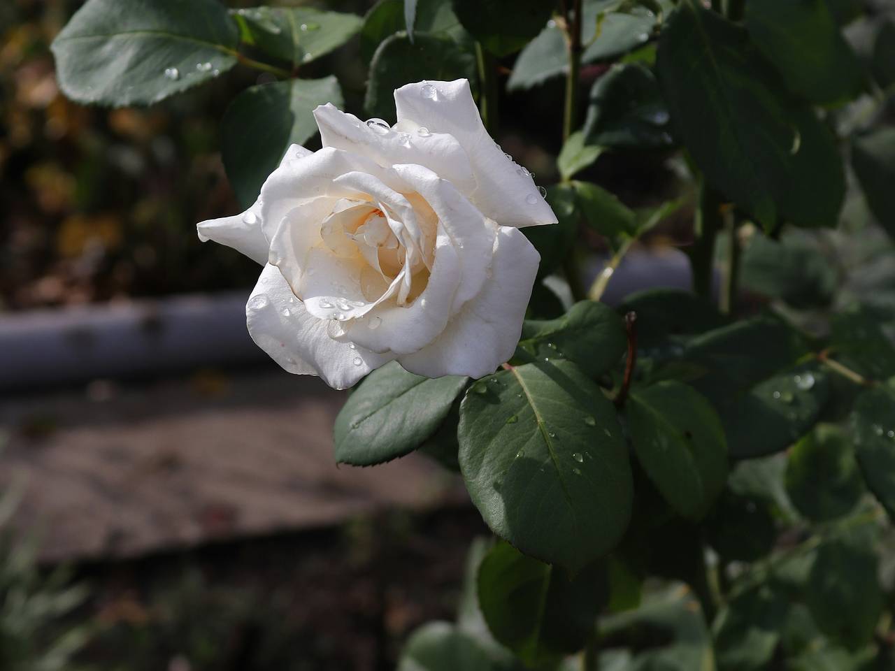 В российском городе в день рождения Юрия Шатунова высадят аллею белых роз