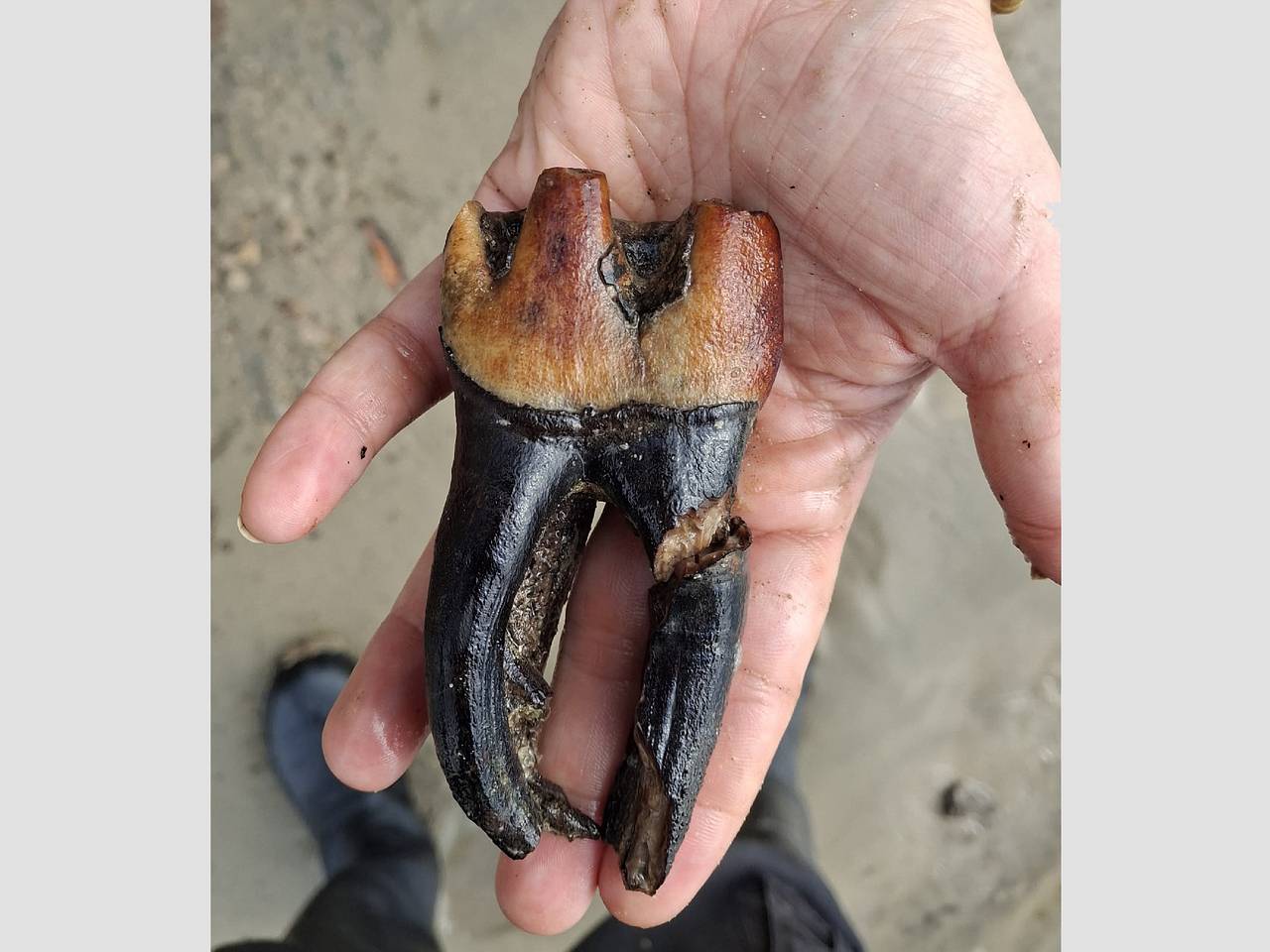 Гигантский зуб нашли под Новосибирском