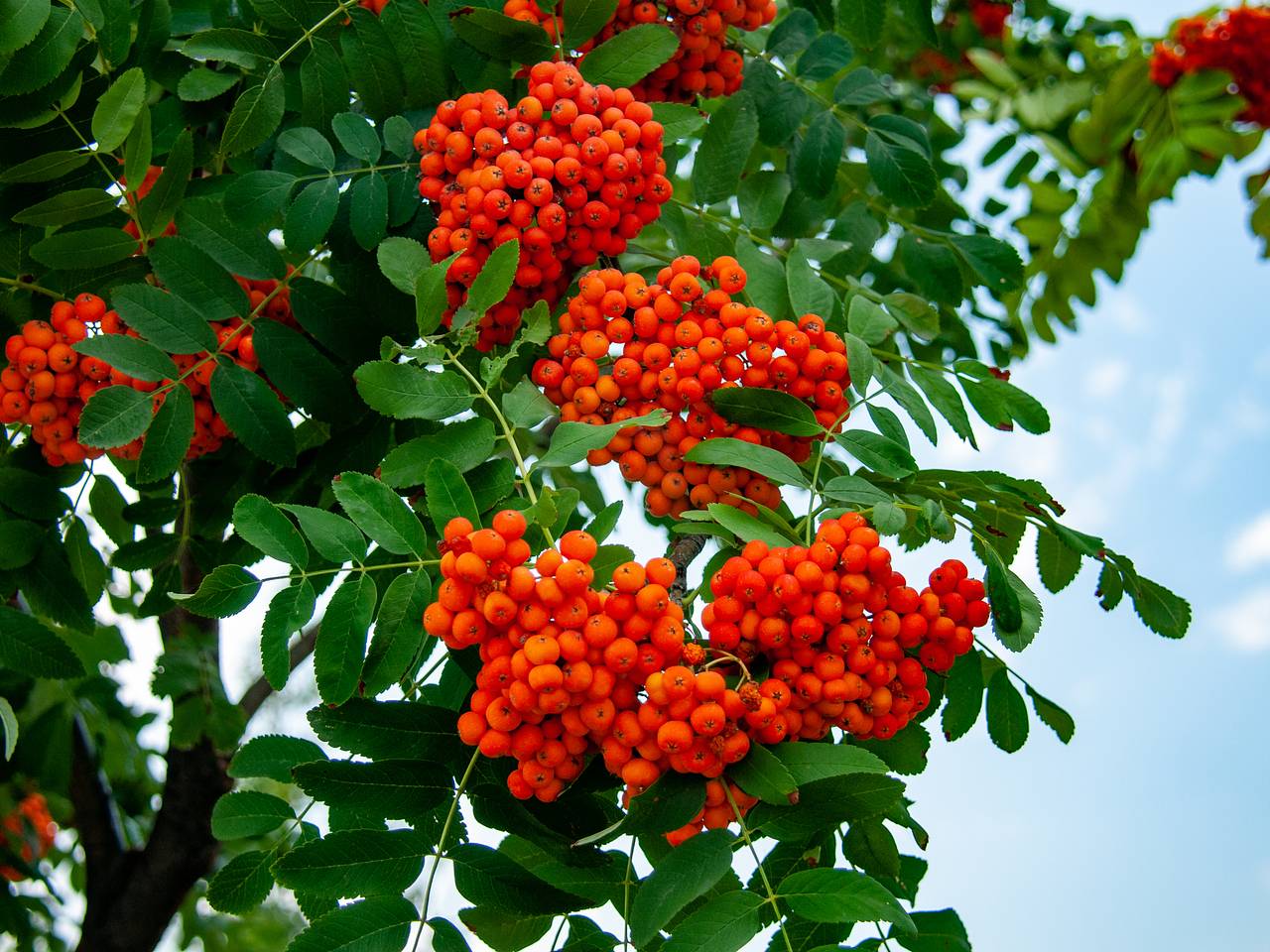 В российском городе впервые проведут рябиновый фестиваль