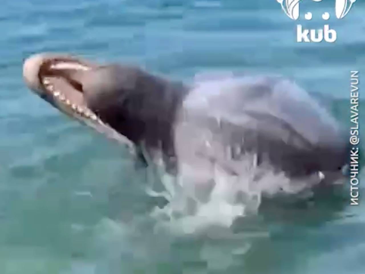 Дельфин сыграл в «медузобол» перед россиянами и попал на видео