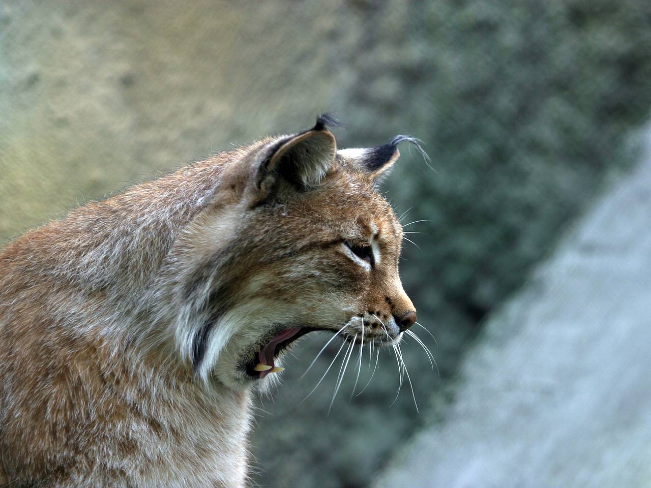 Загадочный жест рыси в Камчатском крае попал на видео