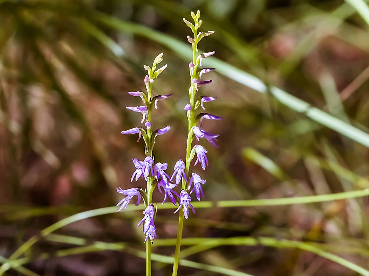 Самая редкая орхидея вновь появилась в России