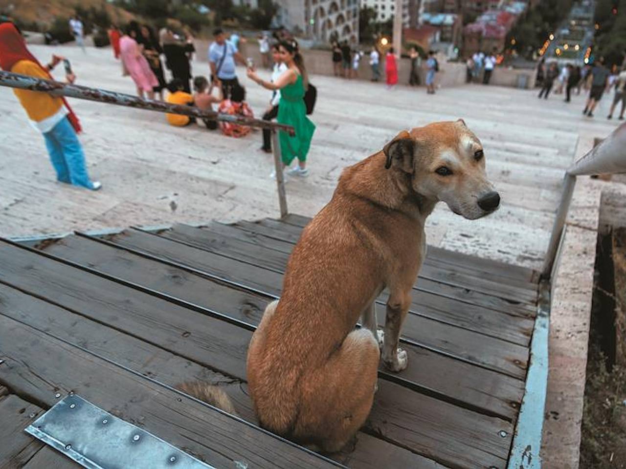 Живодерам предложили назначать обязательную психиатрическую экспертизу ради защиты людей