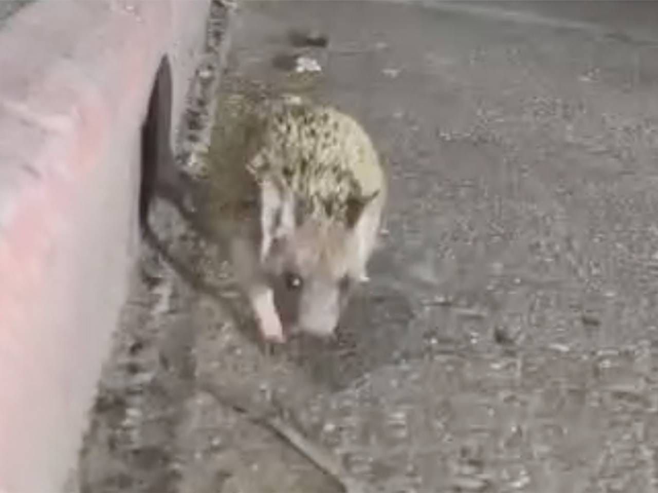 Еж нашел необычный способ снять скотч с лапы и попал на видео в России