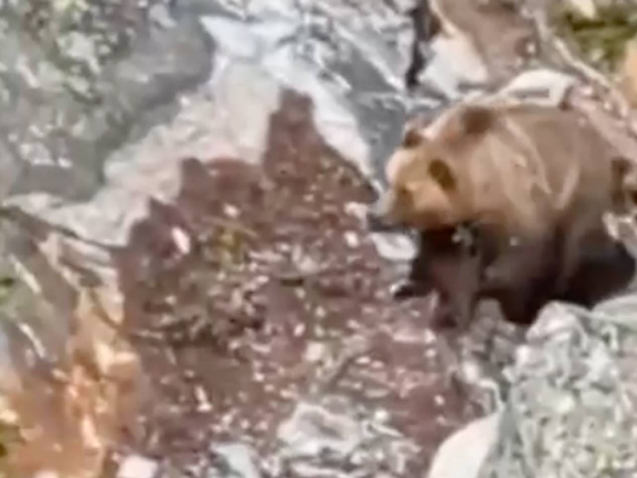 Россияне поставили рекорд по покорению горы при попытке спастись от медведя