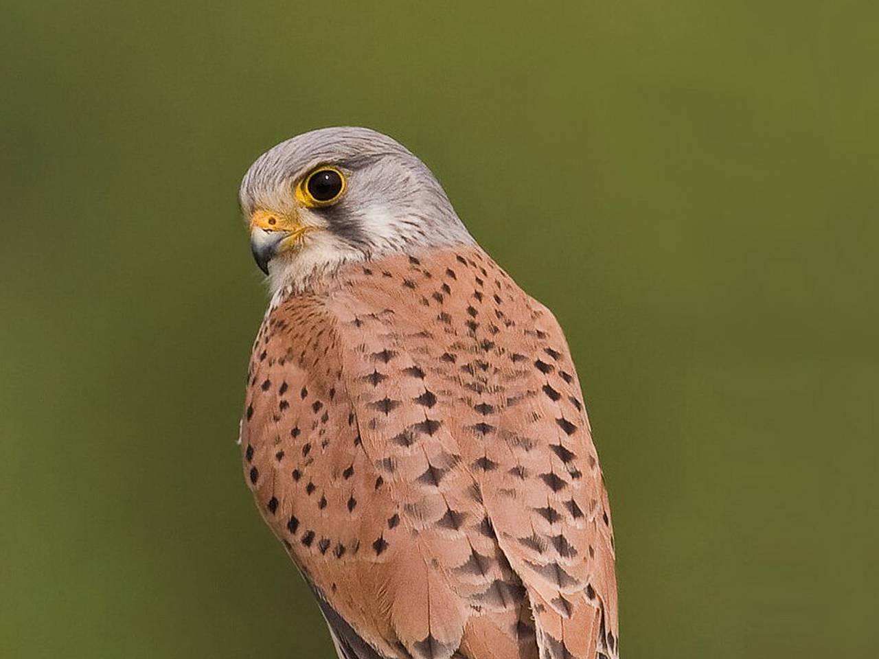 Казанцы спасли птенцов краснокнижной пустельги