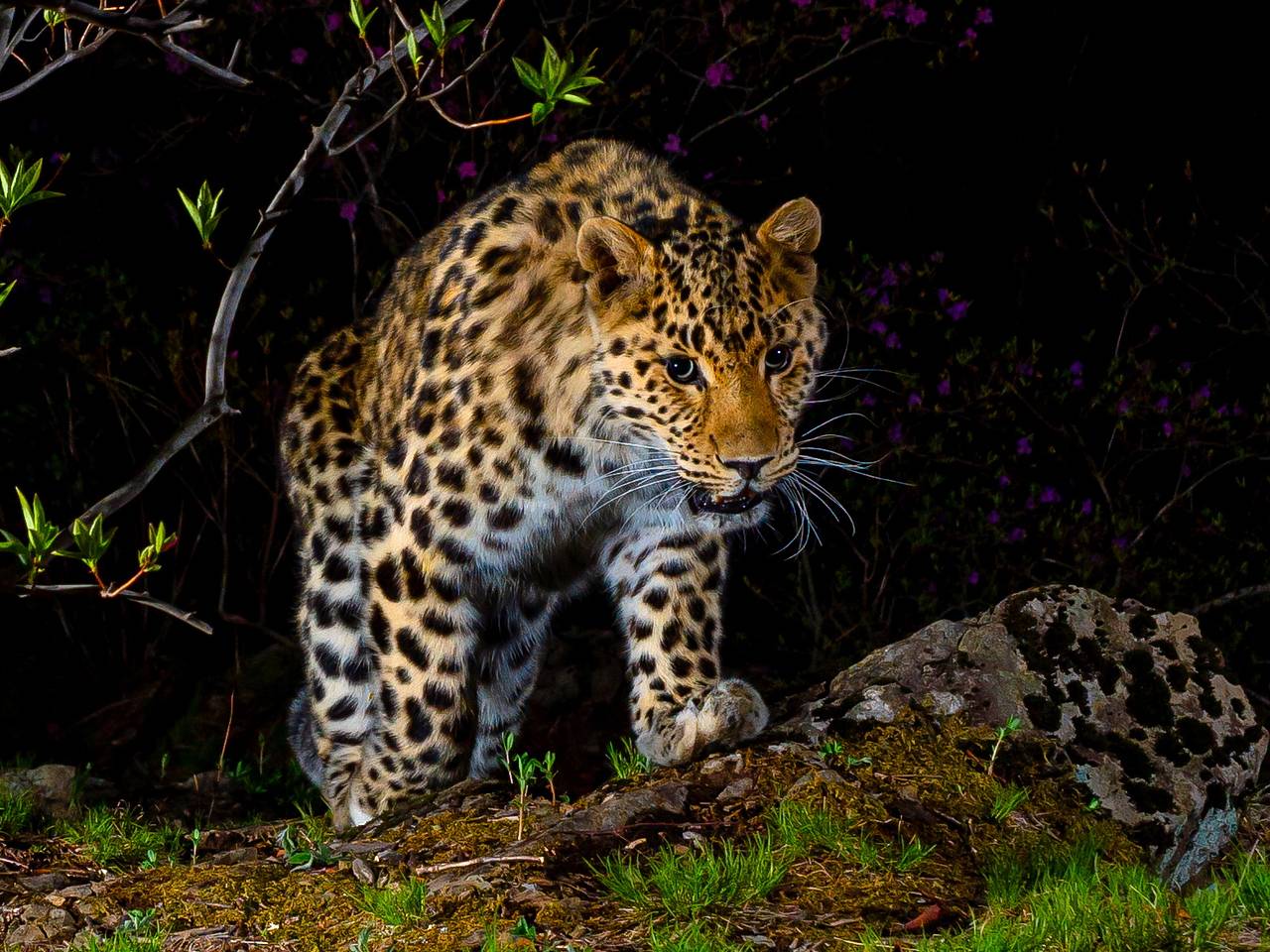 Леопард прошел 300 километров до родных земель в Приморье