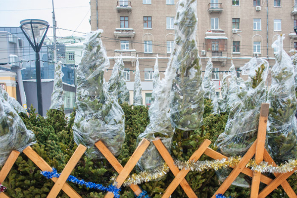 Аналитики рассказали, как изменился спрос на новогодние ёлки и в каком из сибирских регионов они дешевле