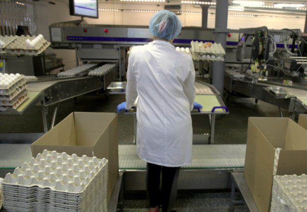 Антимонопольщики возбудили дела против кузбасских производителей яиц