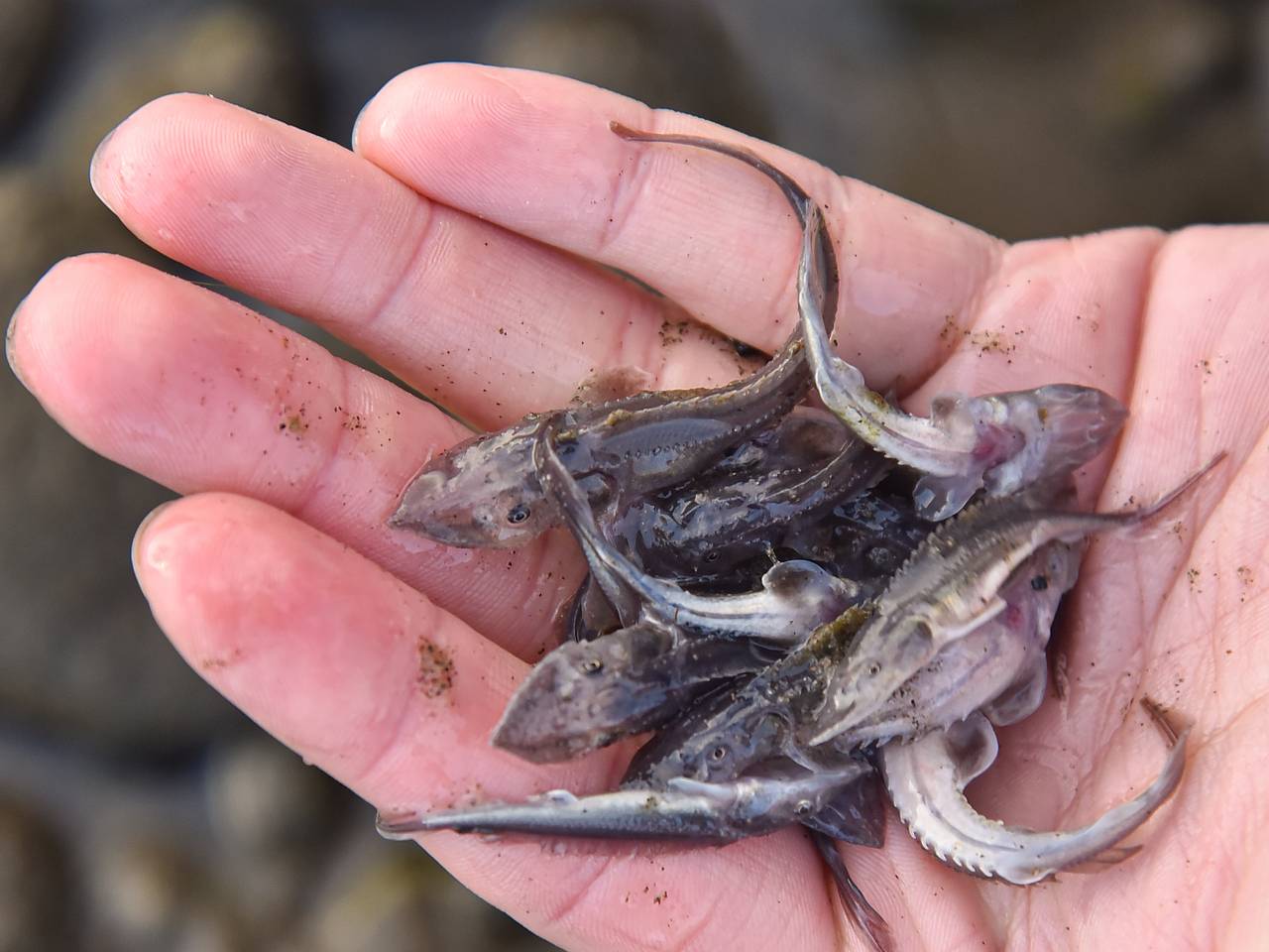 В реки Енисей и Чулым выпустят десятки тысяч мальков осетра сибирского