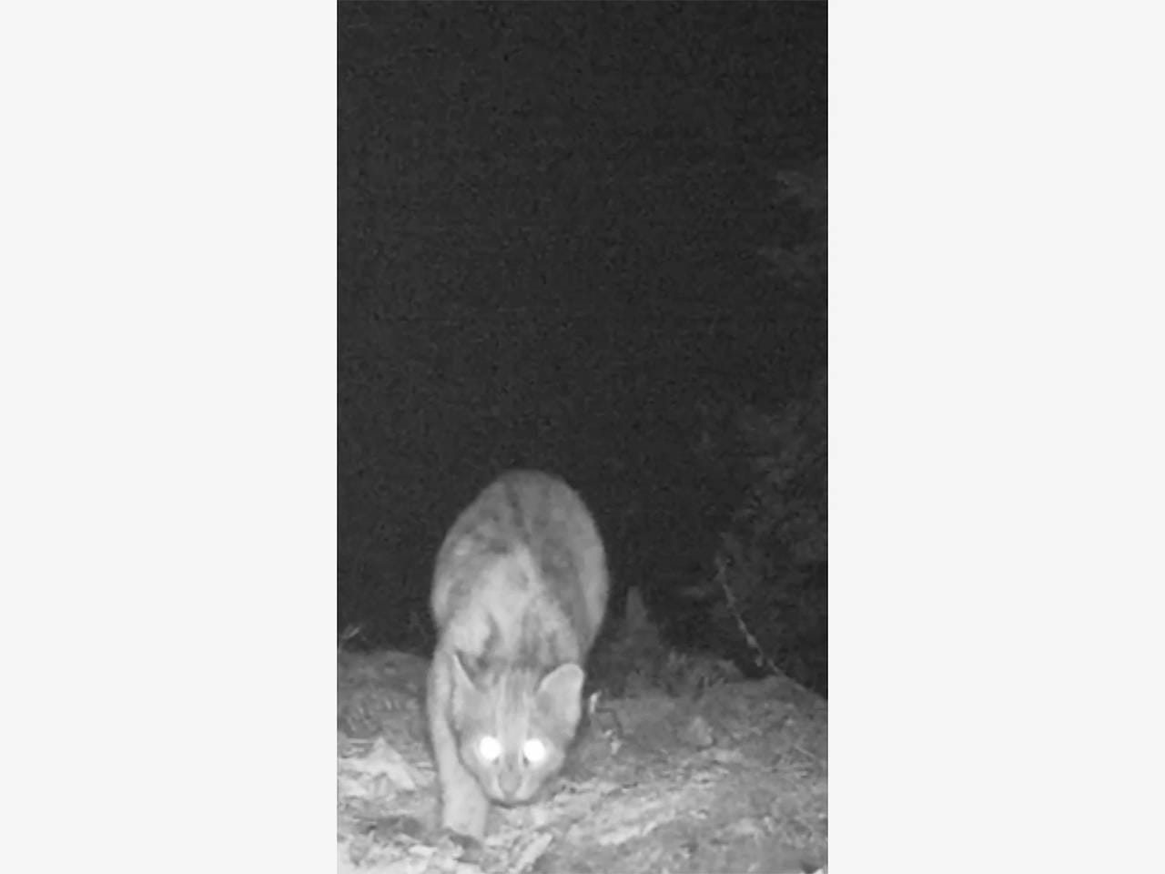 Редкий дикий кот попал в объектив фотоловушки в российском заповеднике